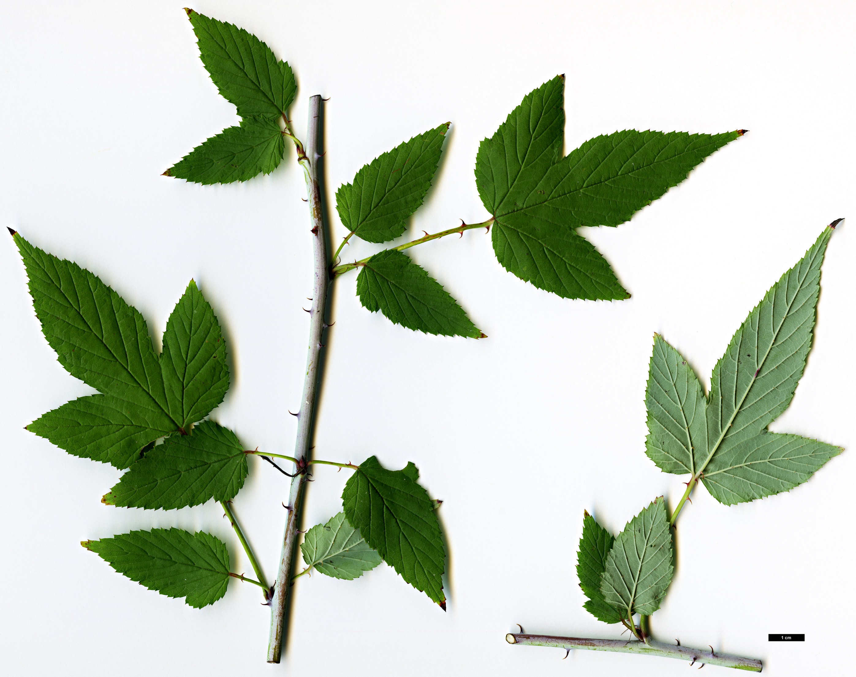High resolution image: Family: Rosaceae - Genus: Rubus - Taxon: trianthus